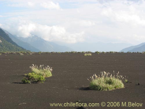 Imágen de Cortaderia araucana (). Haga un clic para aumentar parte de imágen.